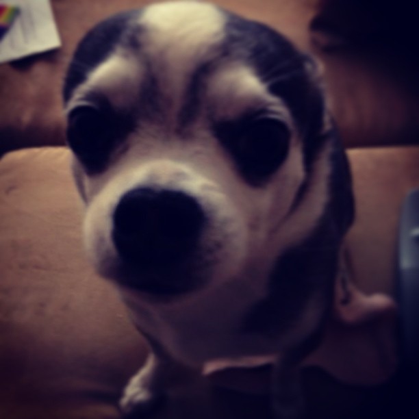 Cурия Вега. У Зурии новый питомец