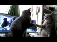Cats Playing Patty-cake, what they were saying...